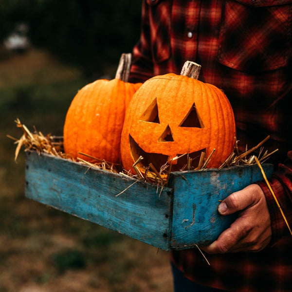 Are Jack-O-Lantern Pumpkins Safe to Eat?