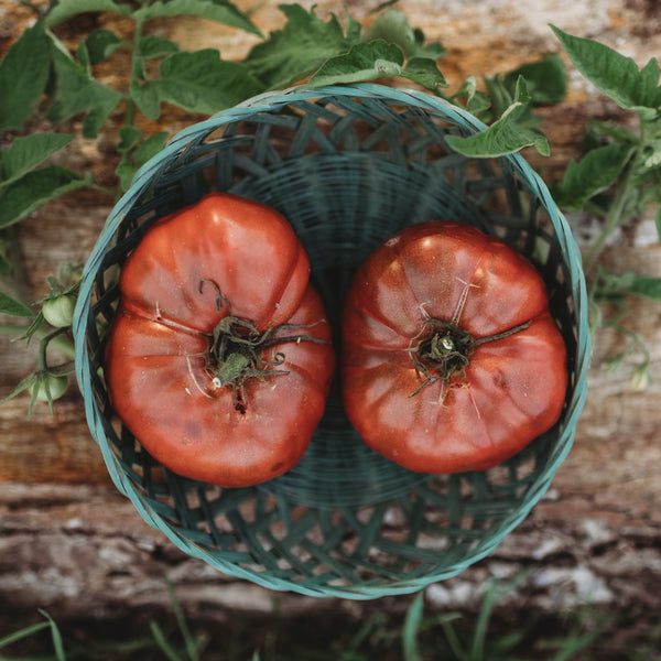 Black Krim Heirloom Purple Slicing Tomato Thresh Seed Co