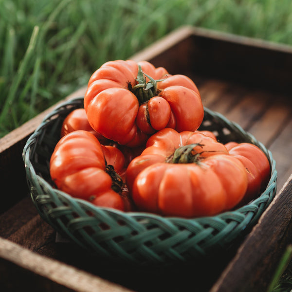 Costoluto Genovese Heirloom Fluted Tomato Thresh Seed Co