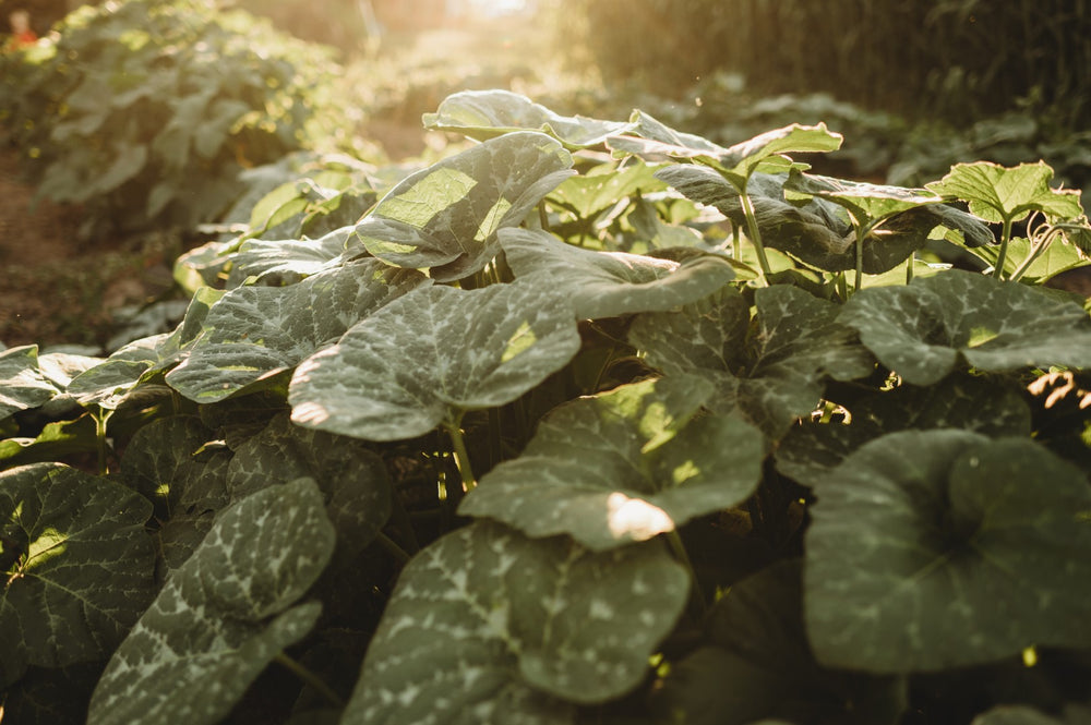 Is It Too Late to Plant Squash?