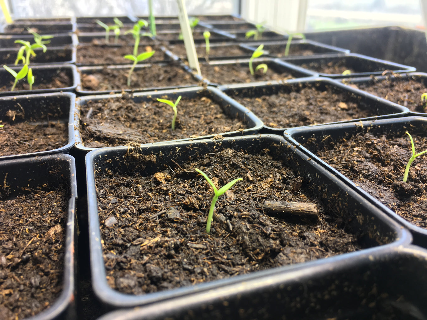 The Best Kept Secret About Growing Carrots- Thresh Seed Co.