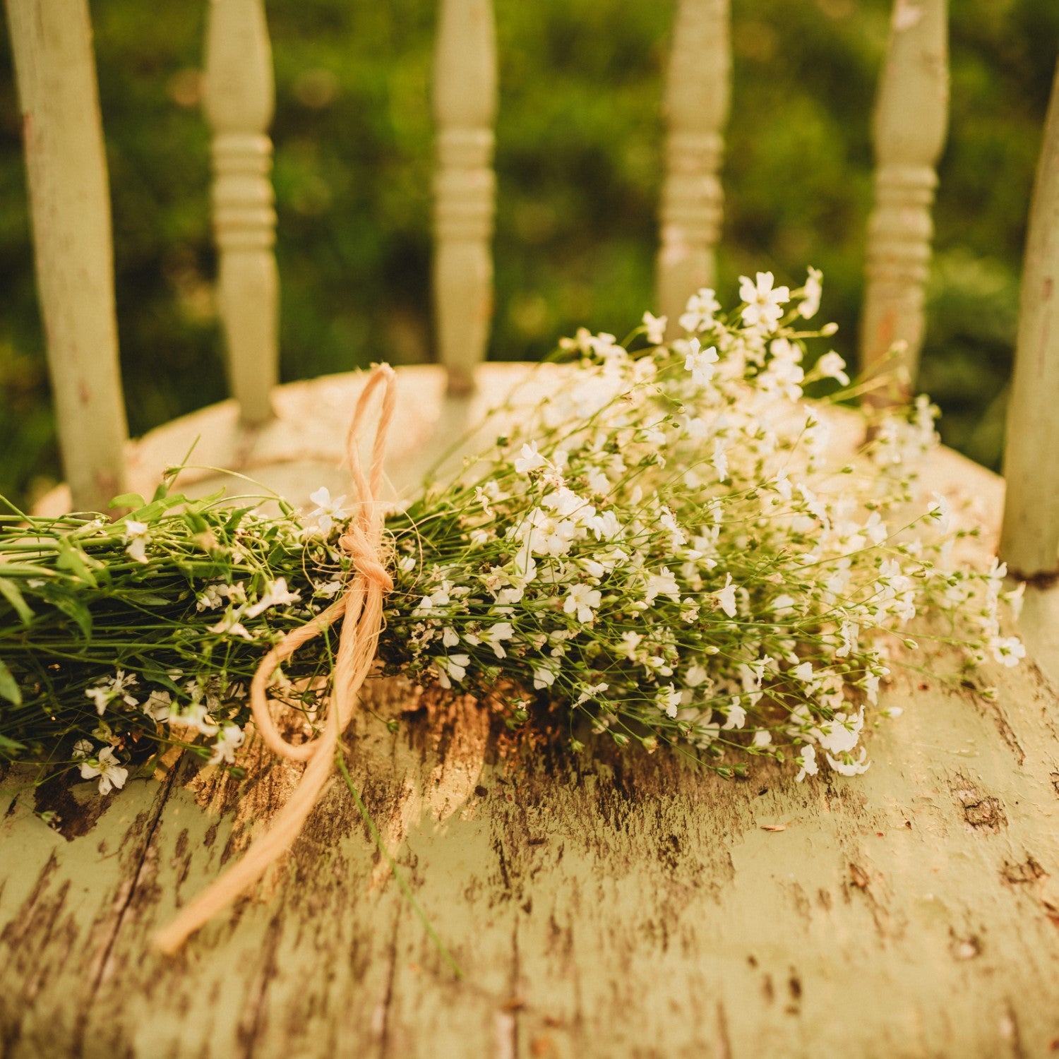 Baby's Breath Companions