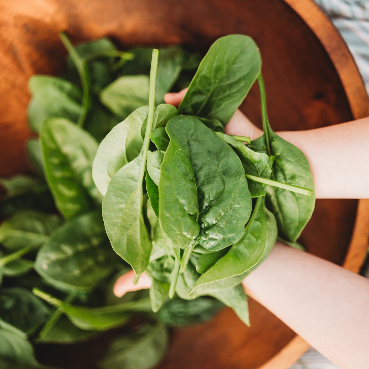 Heirloom Spinach