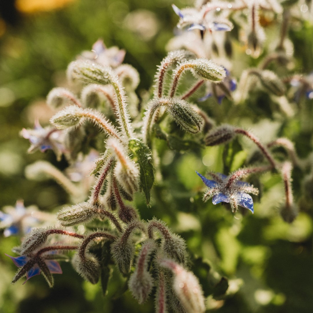 Borage Companions