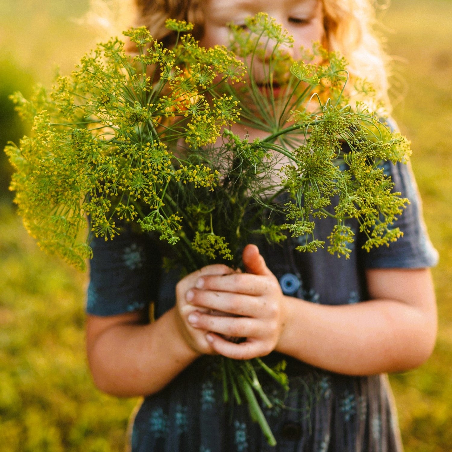 Dill Companions