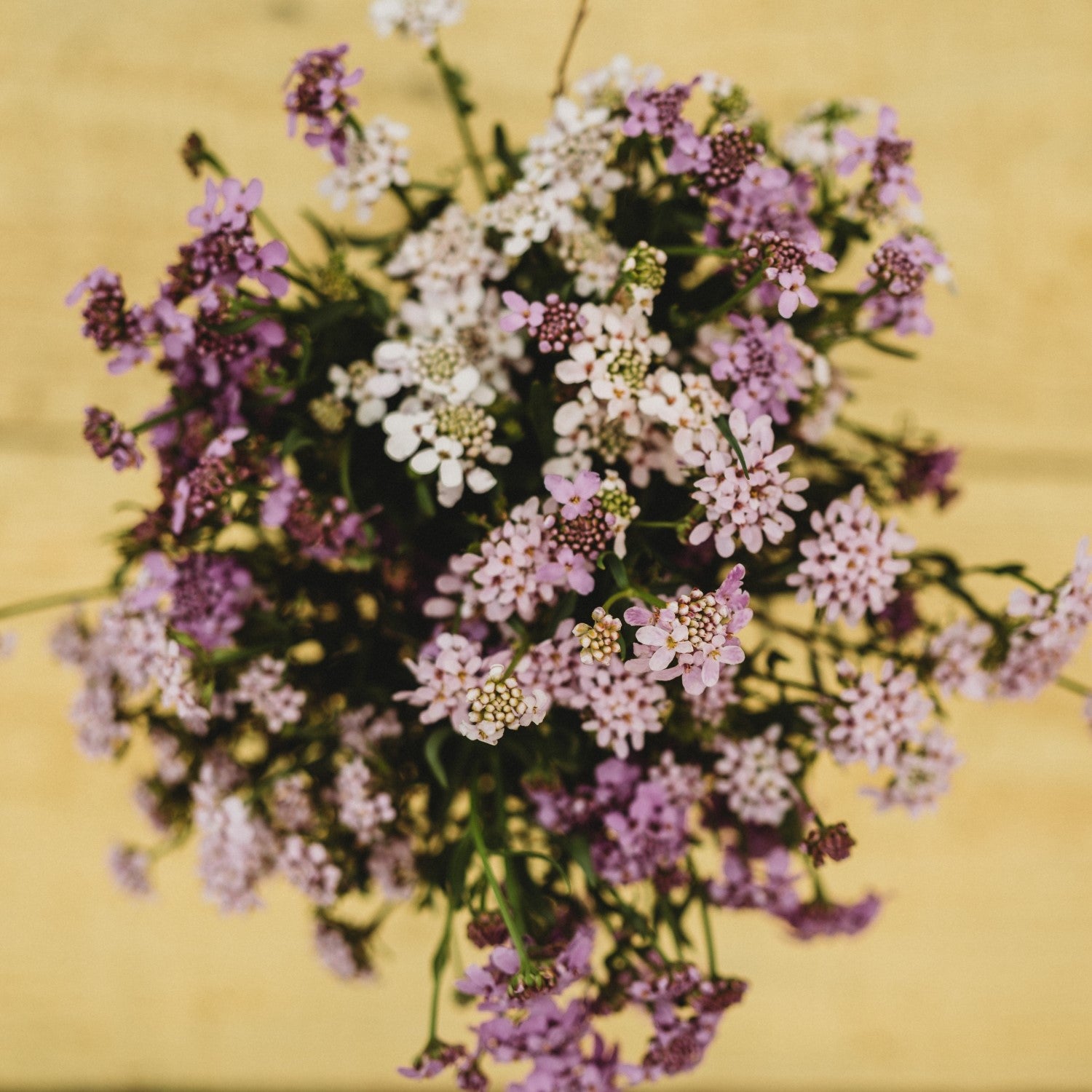 Candytuft Companions