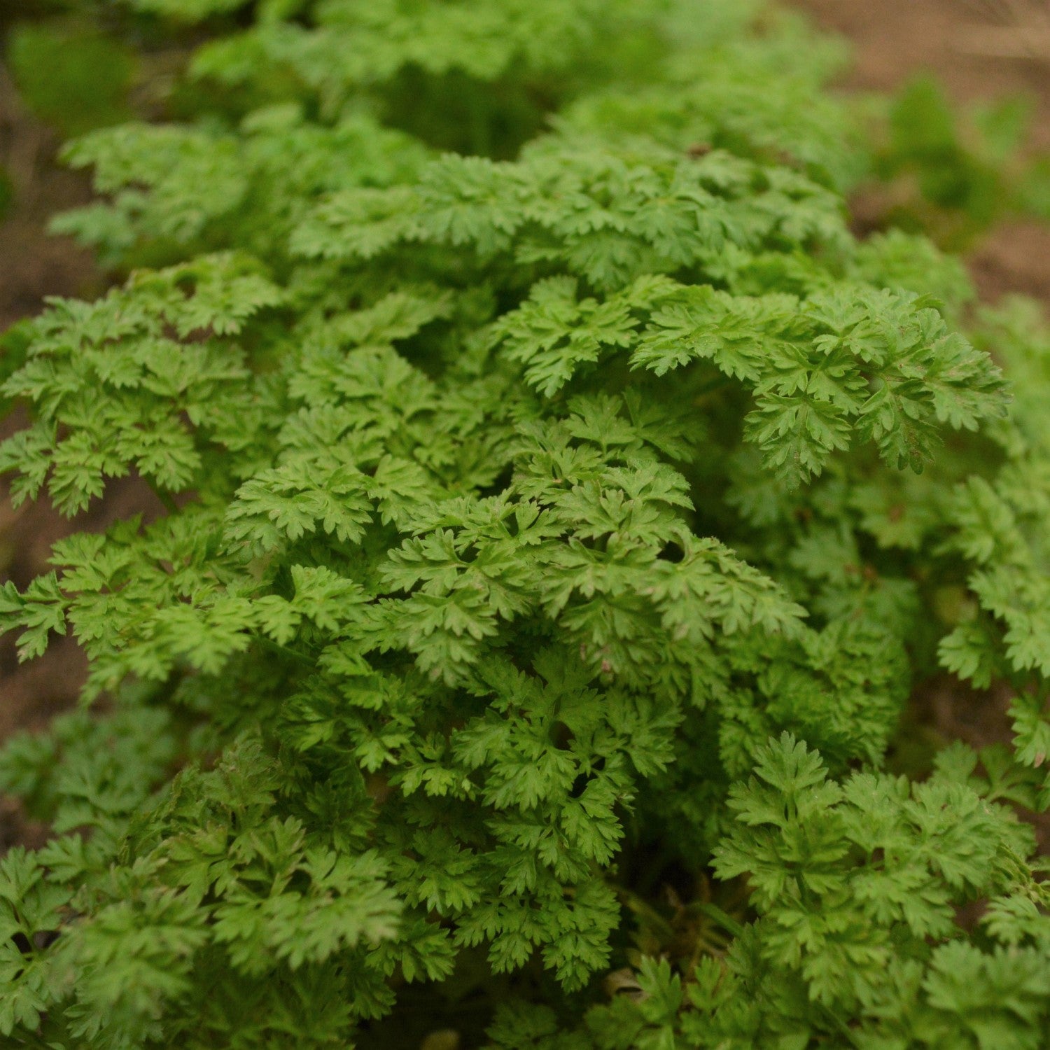 Chervil Companions