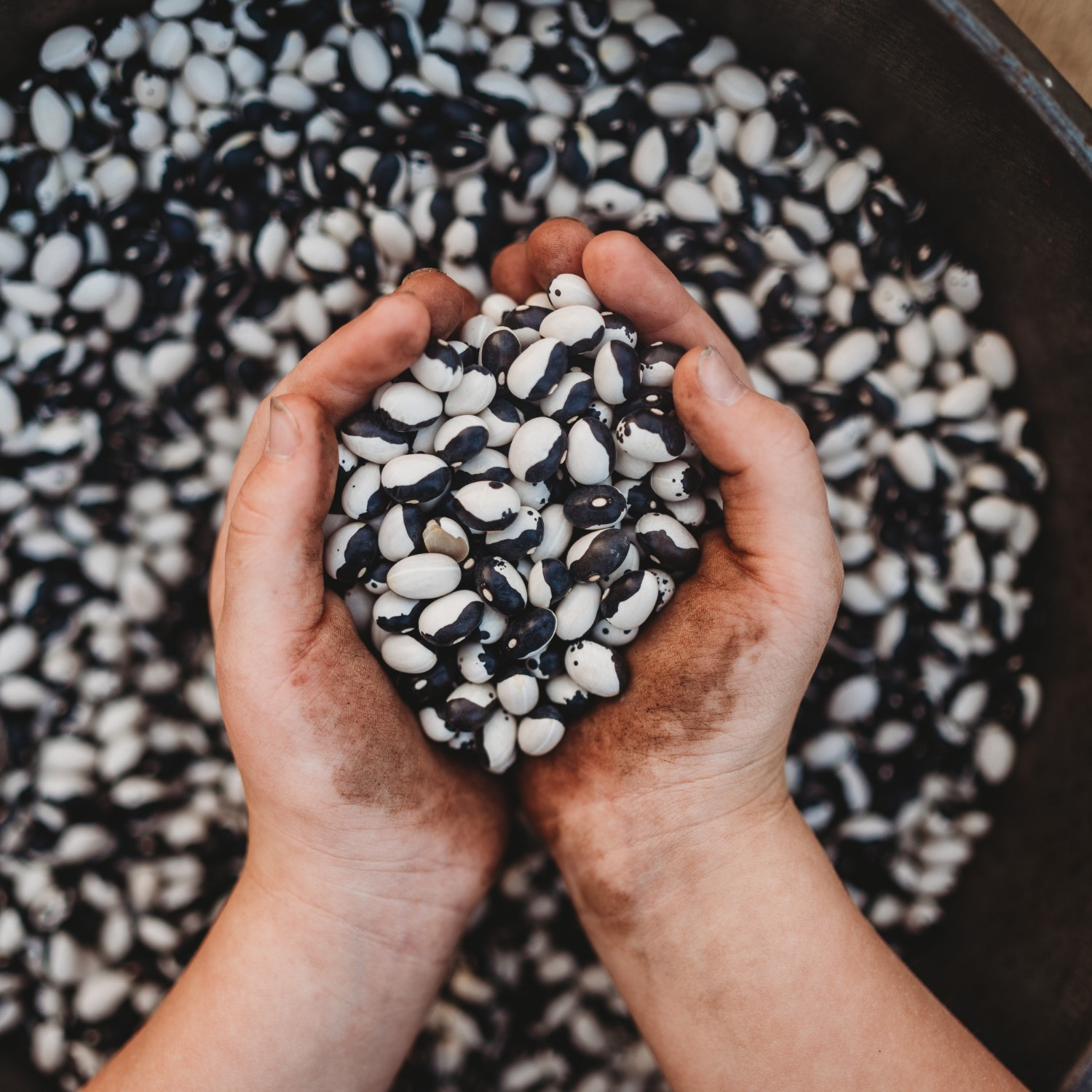 Child's hands holding seeds