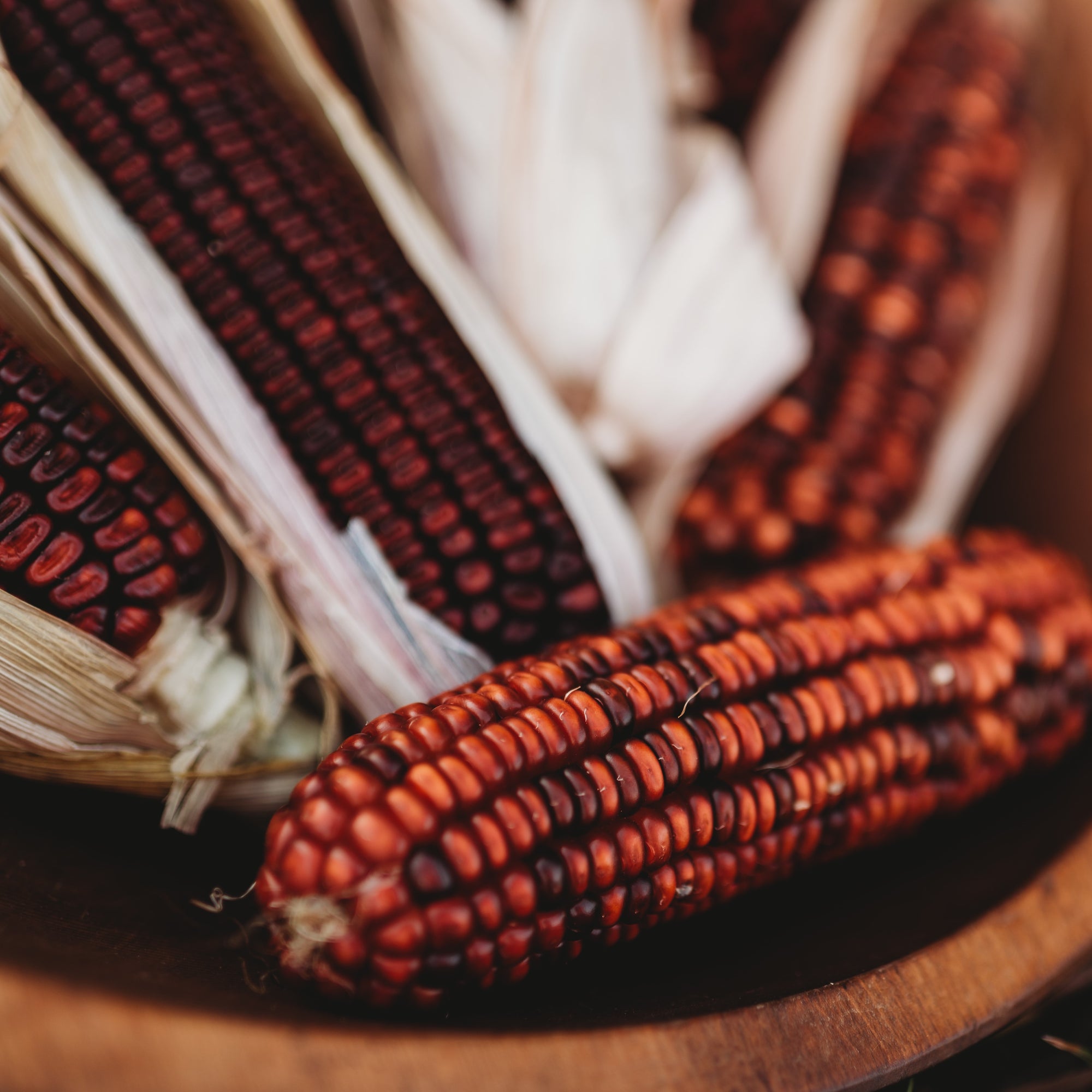 Heirloom corn