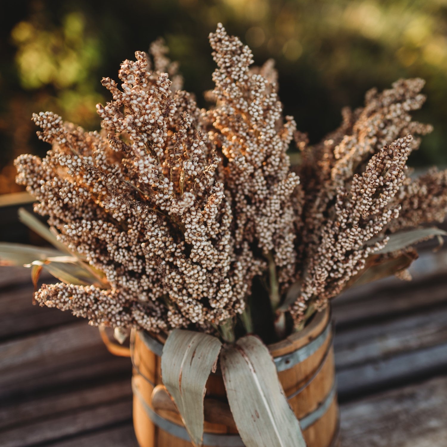 Heirloom Sweet and Grain Sorghum Seed