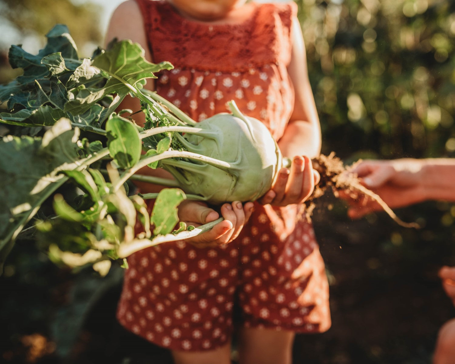 Heirloom Kohlrabi