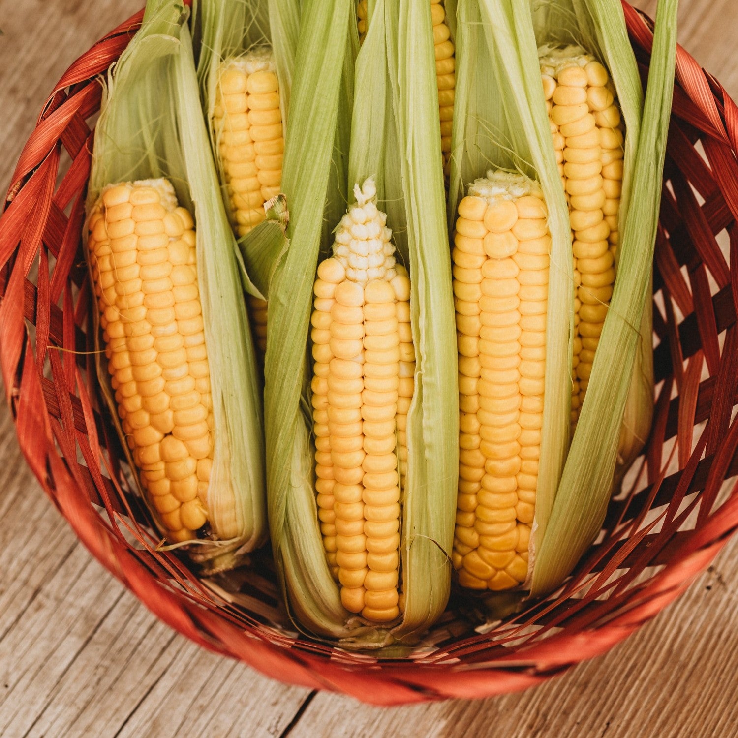 Corn & Sorghum Companions