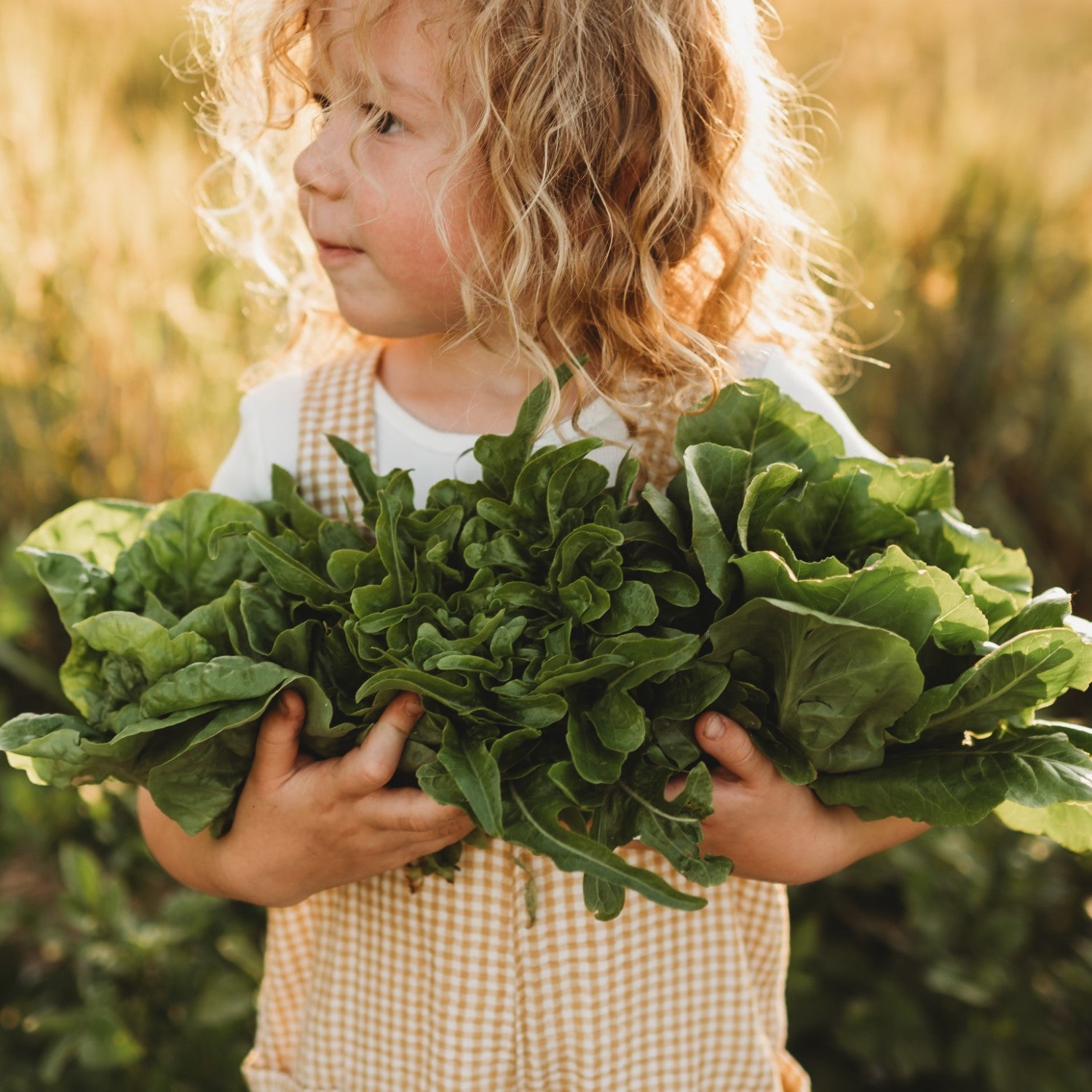 Heirloom Lettuce