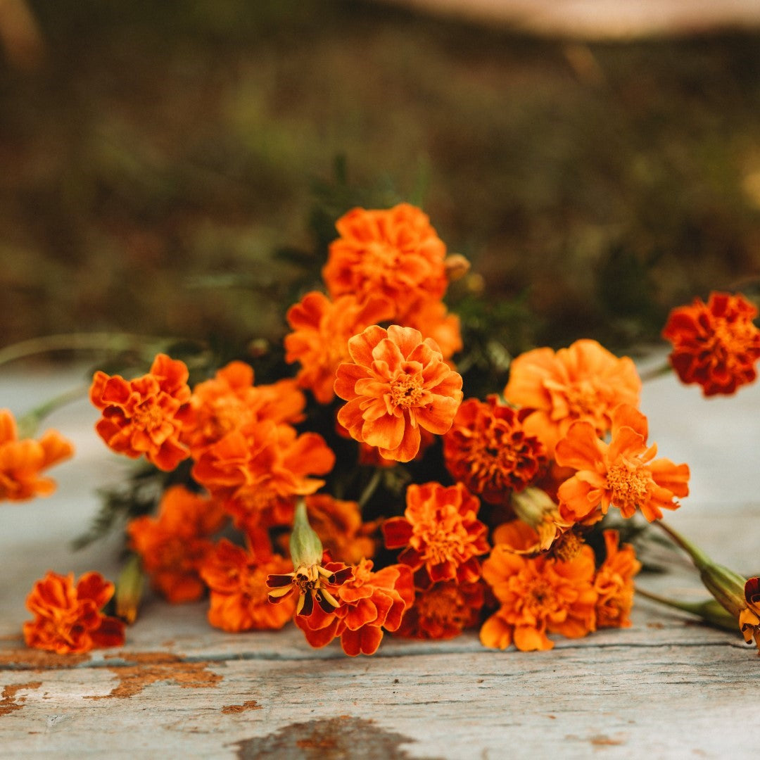 French Marigold Companions