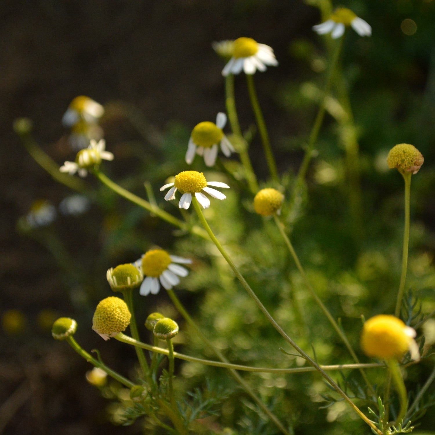 Chamomile Companions