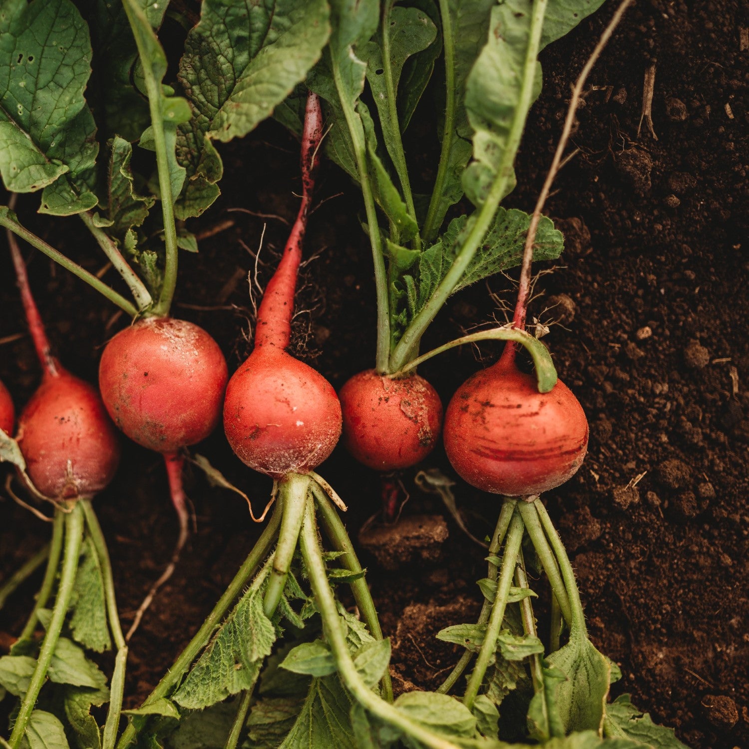 Radishes