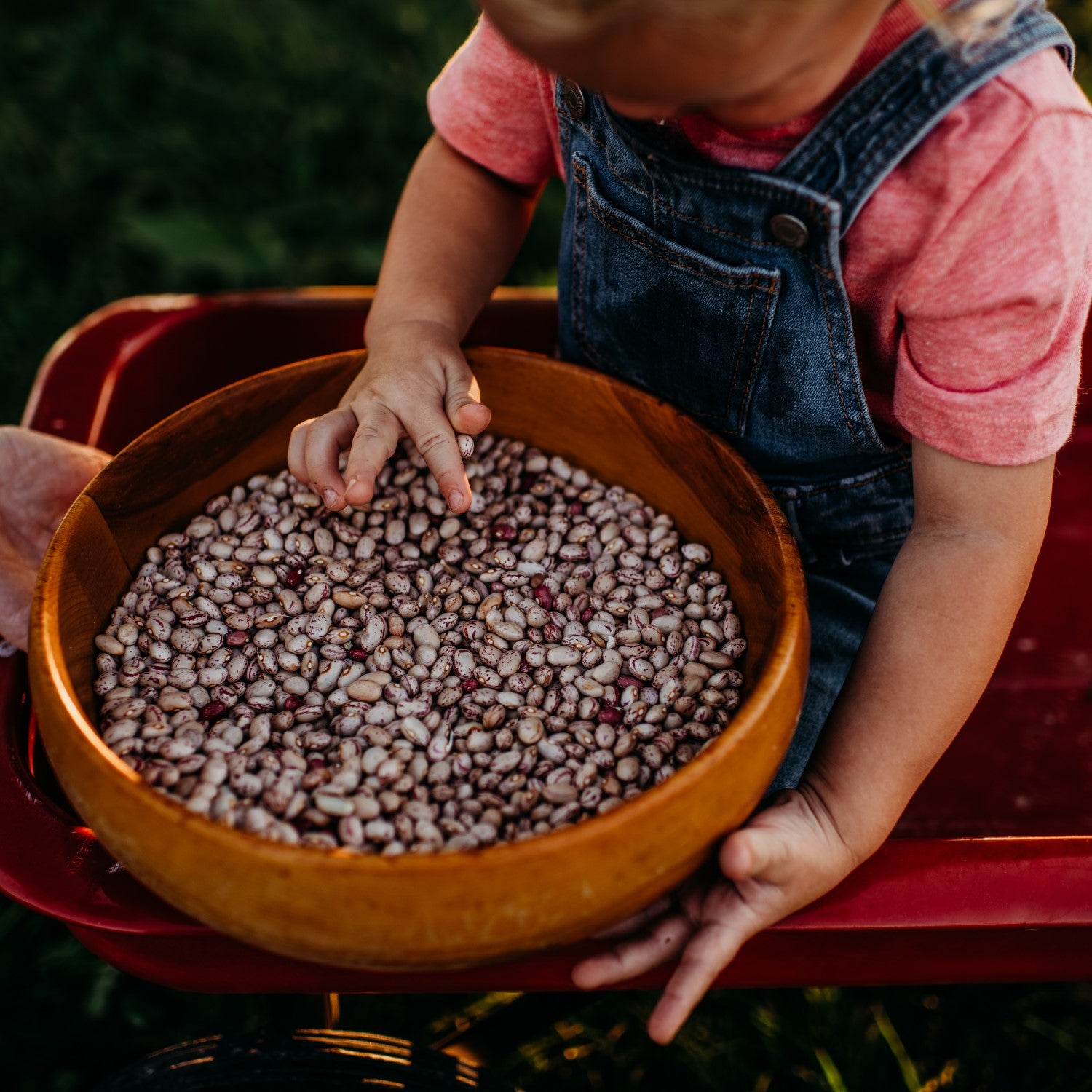 Shelling Beans