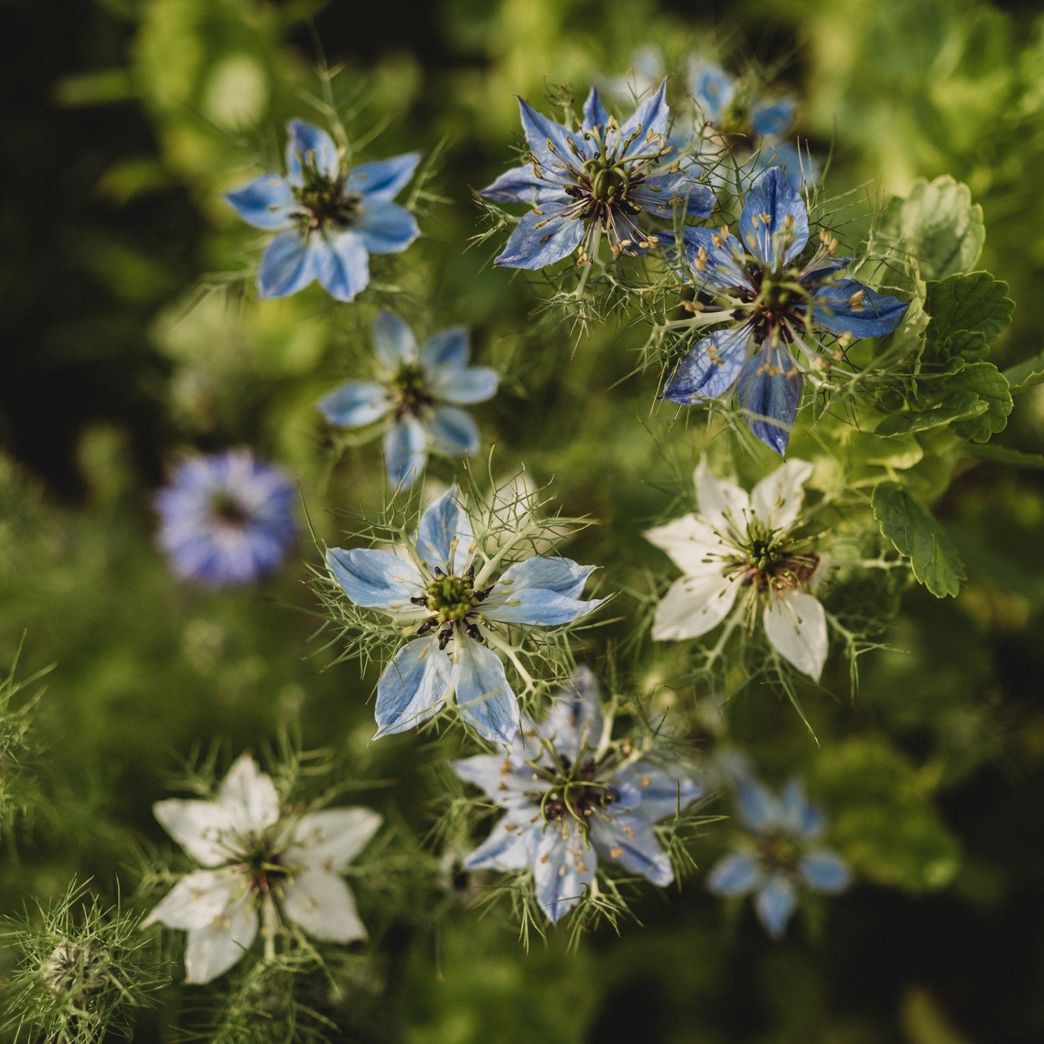 Nigella Companions