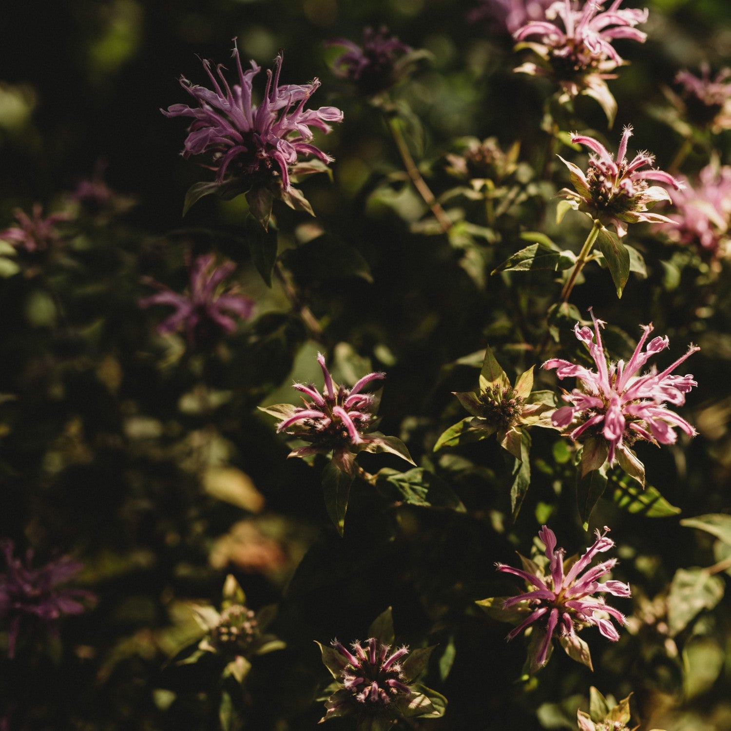 Wild Bergamot Companions