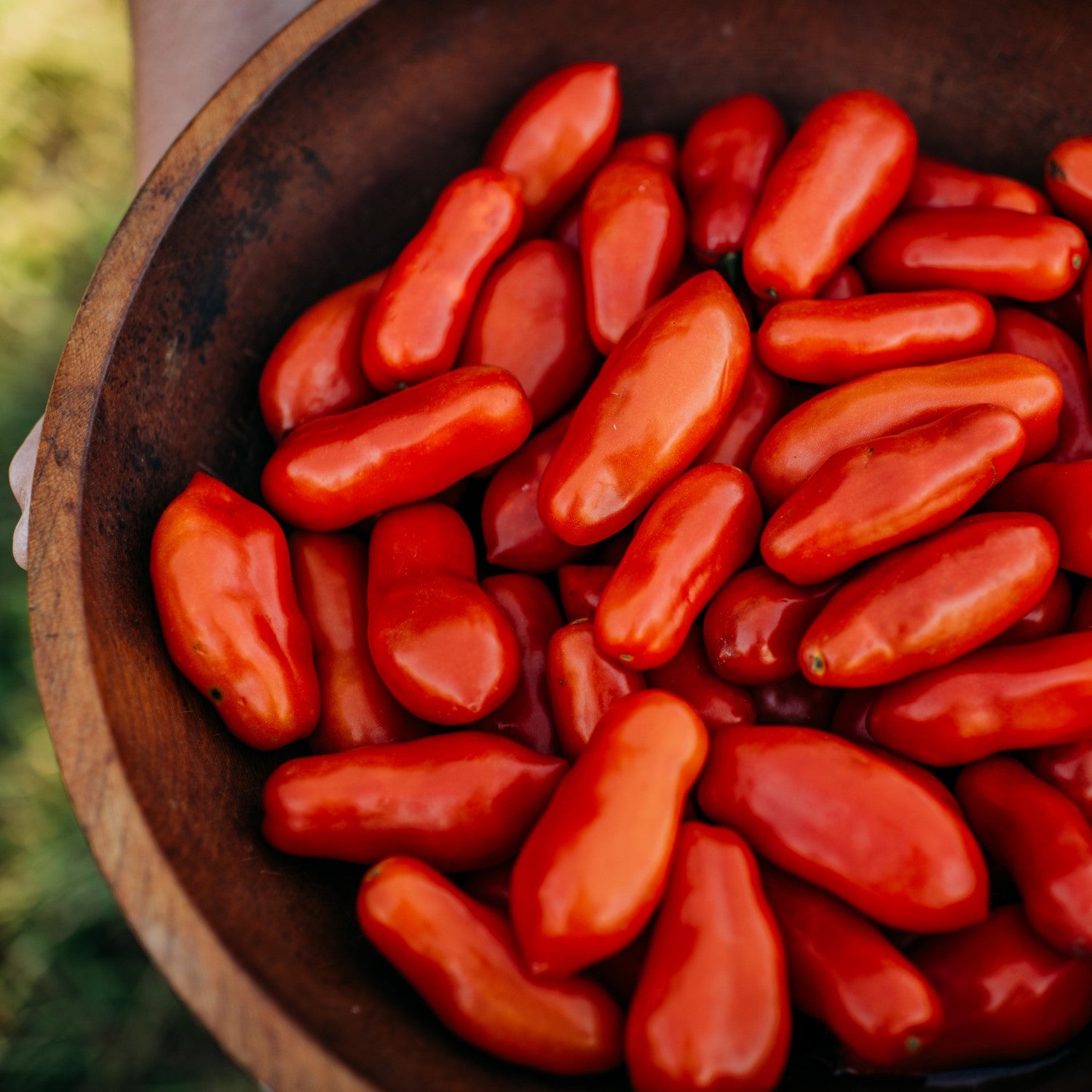 Tomato Companions