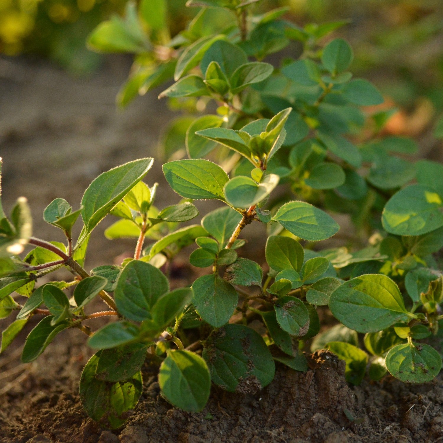 Oregano Companions