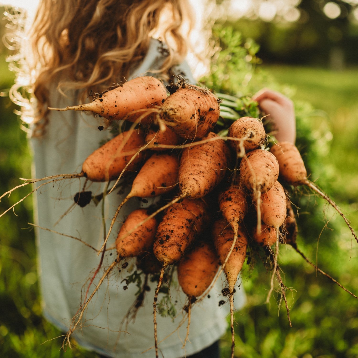 Carrot Companions