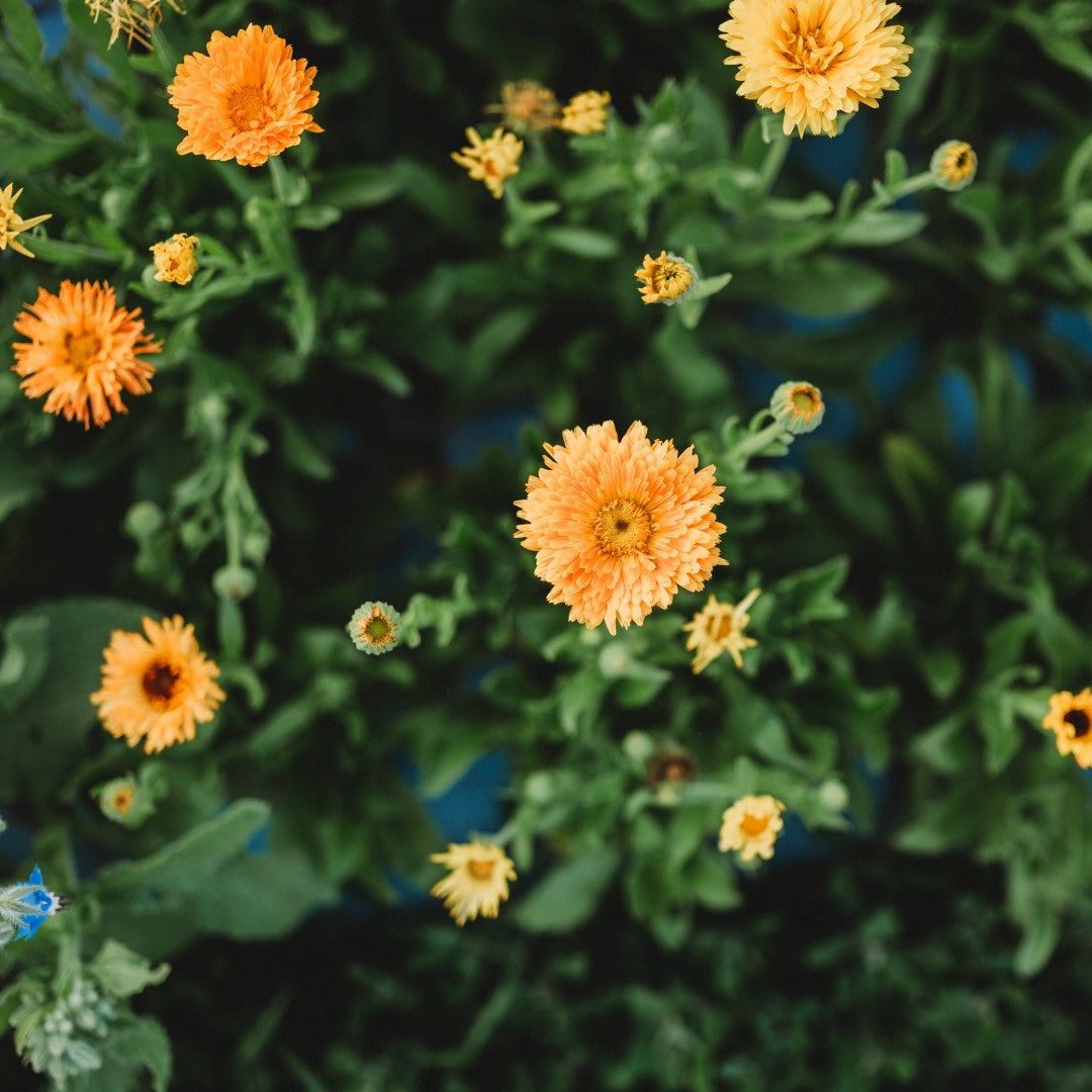 Calendula Companions