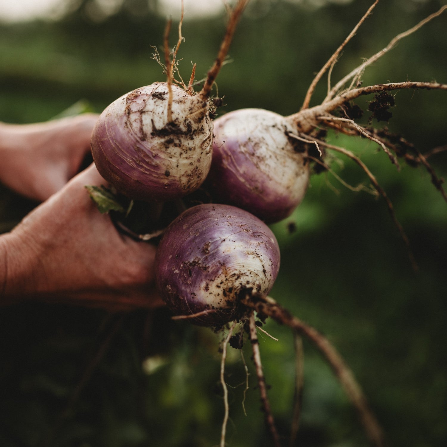 Turnip Companions