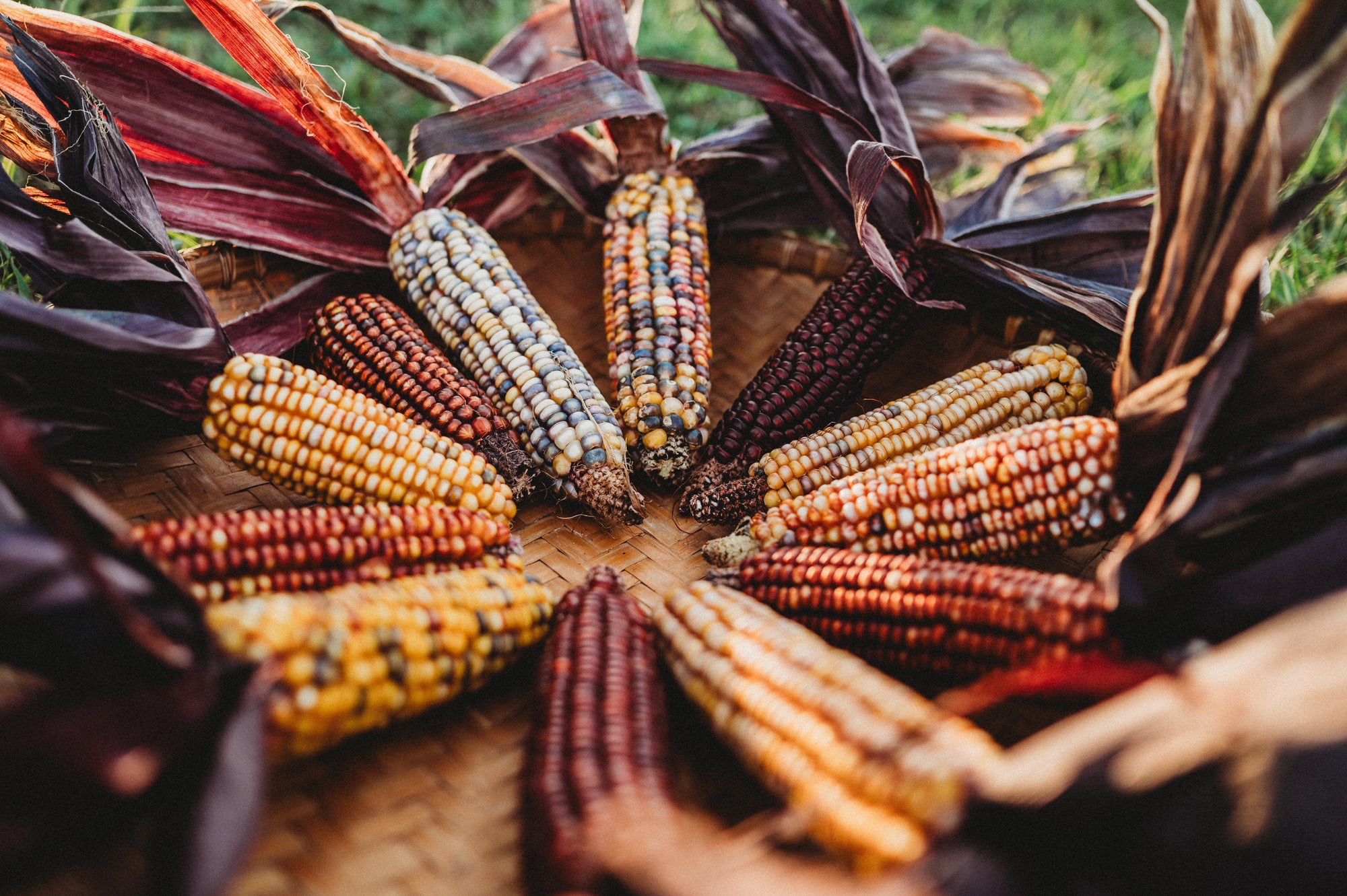 Native American Corn