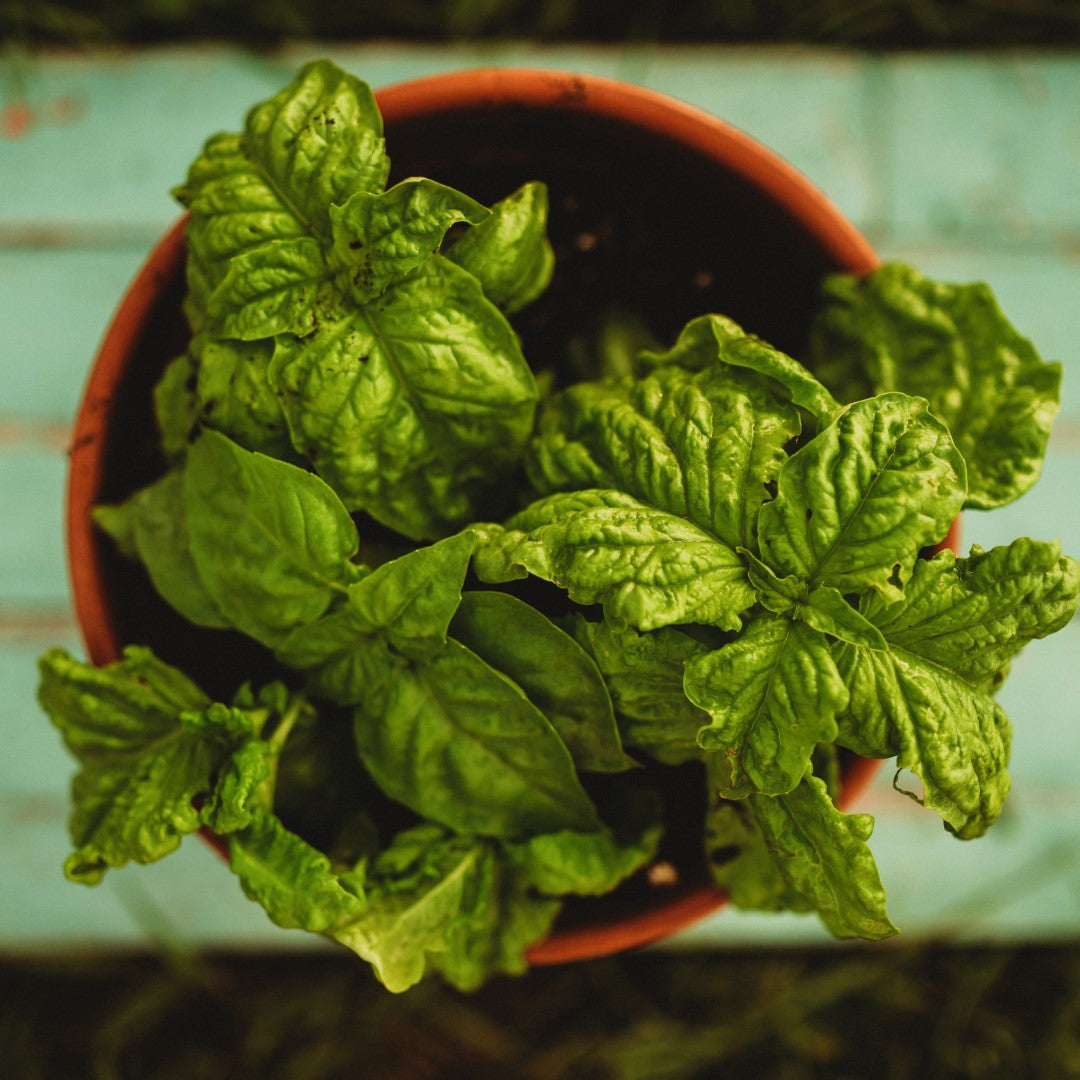 Basil Companions