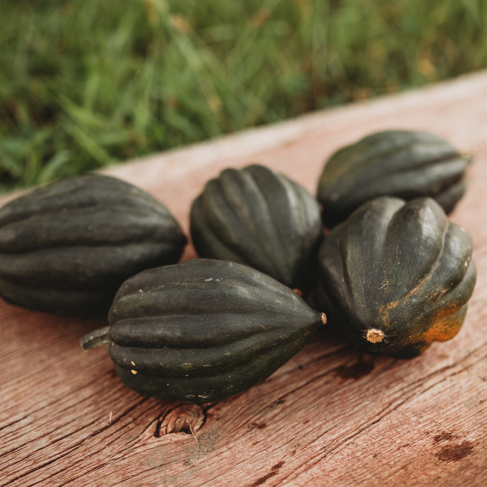 Winter Squash