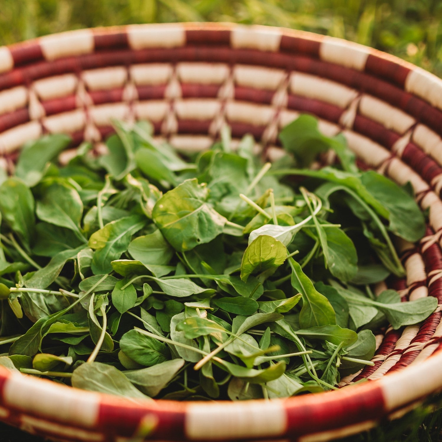 Arugula