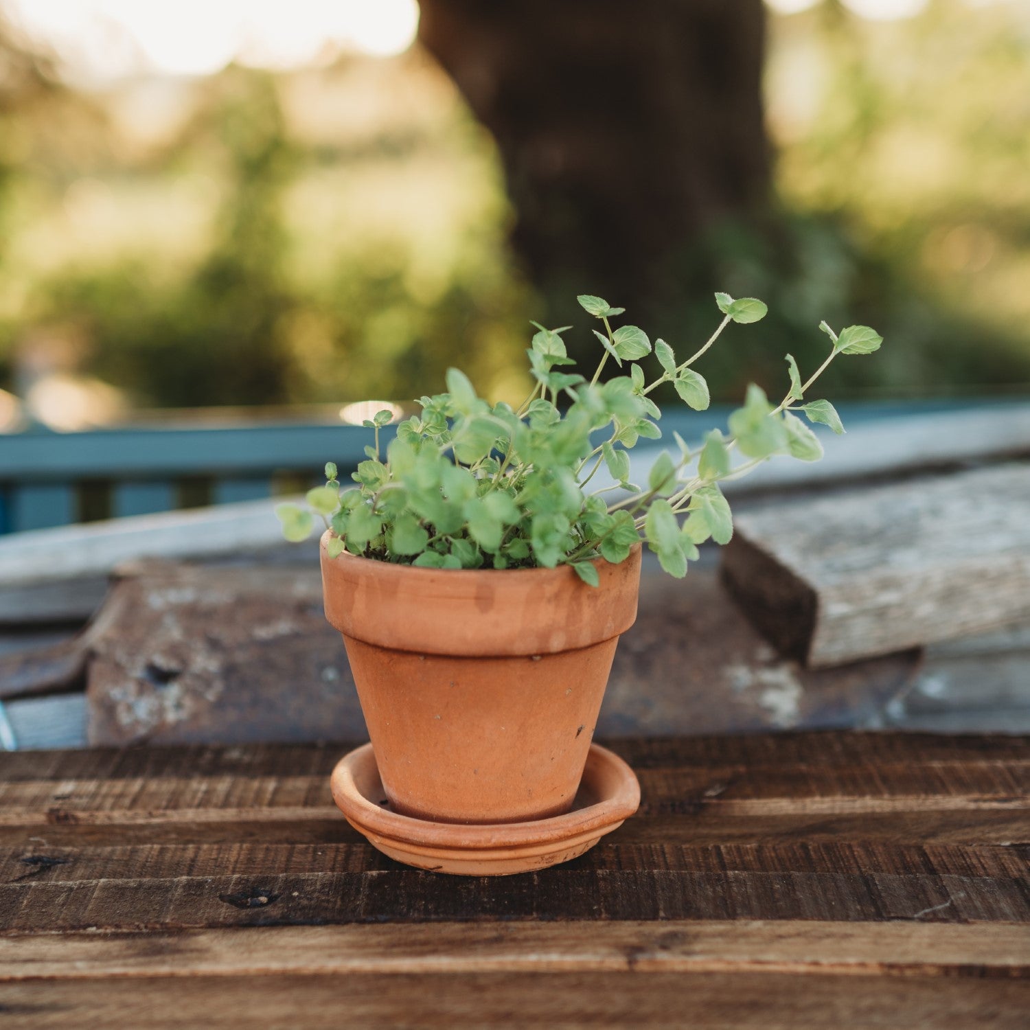 Heirloom Herbs