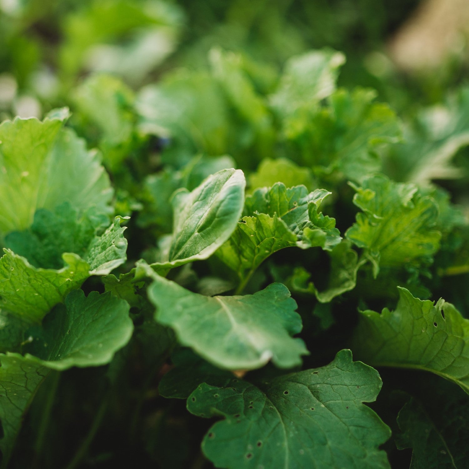 Heirloom Mustard