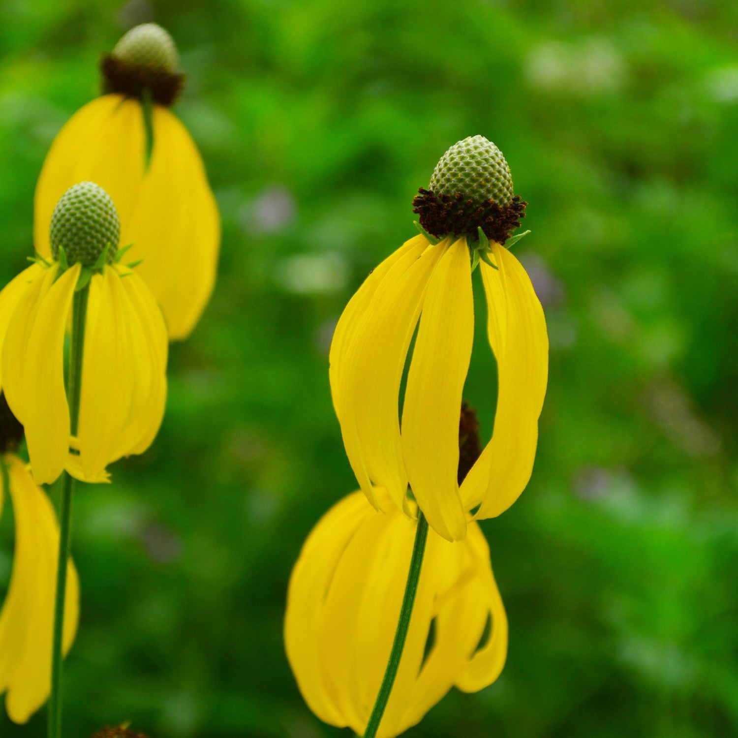 Coneflower Companions