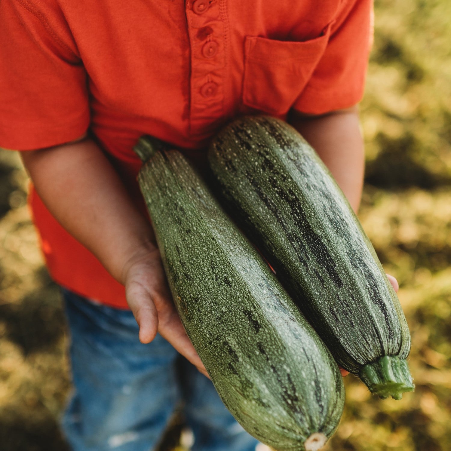 Zucchini