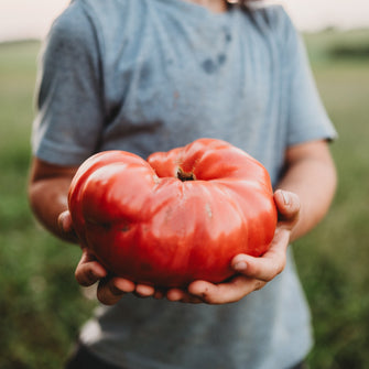 1884 Tomato