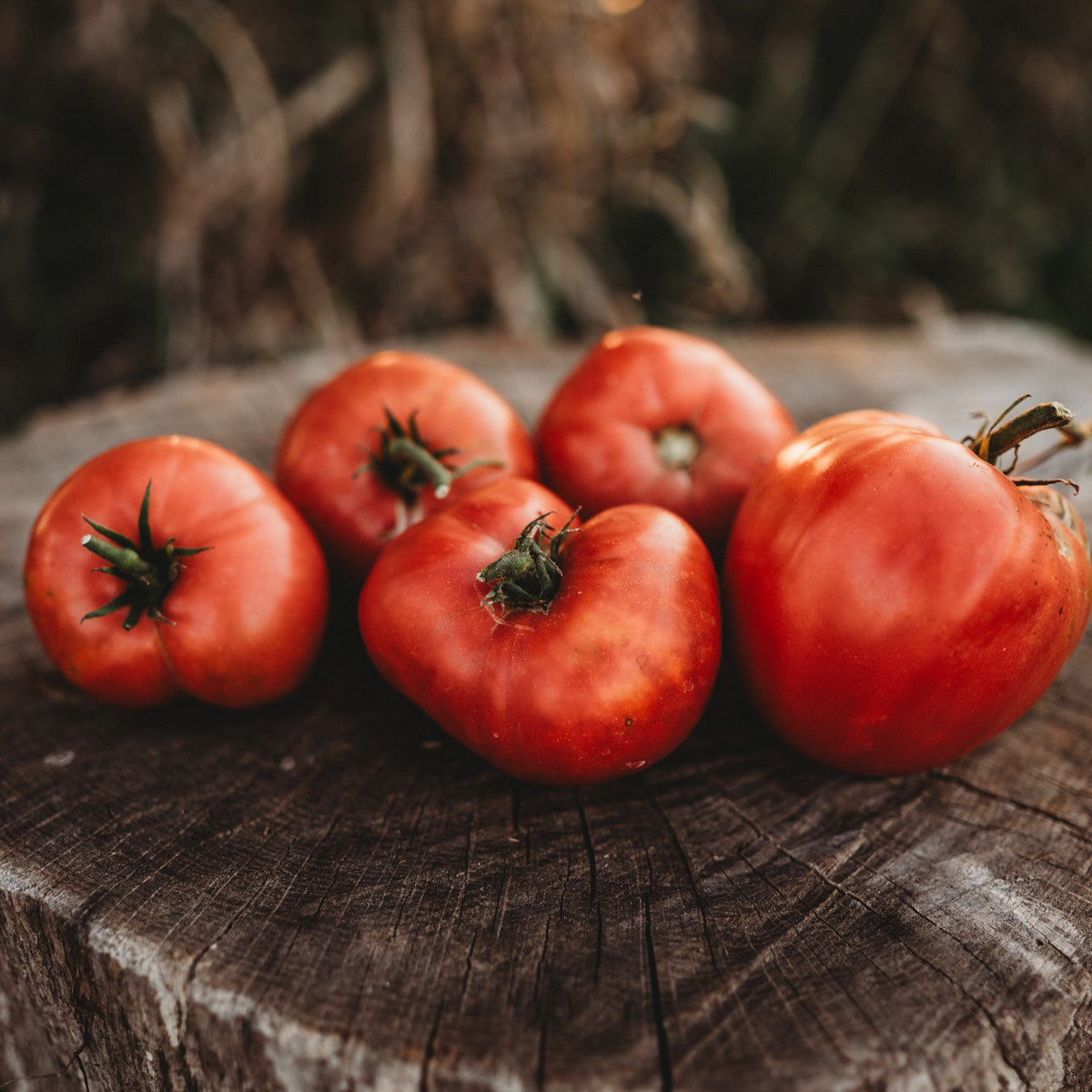 Anna Russian Oxheart Tomato