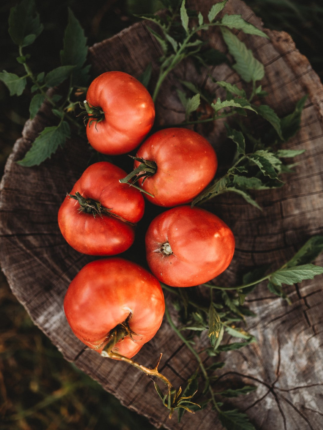 Anna Russian Oxheart Tomato