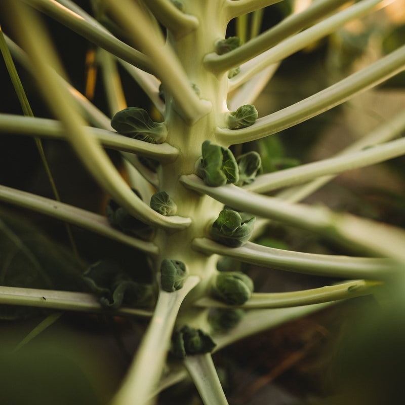 Brussels sprouts growing