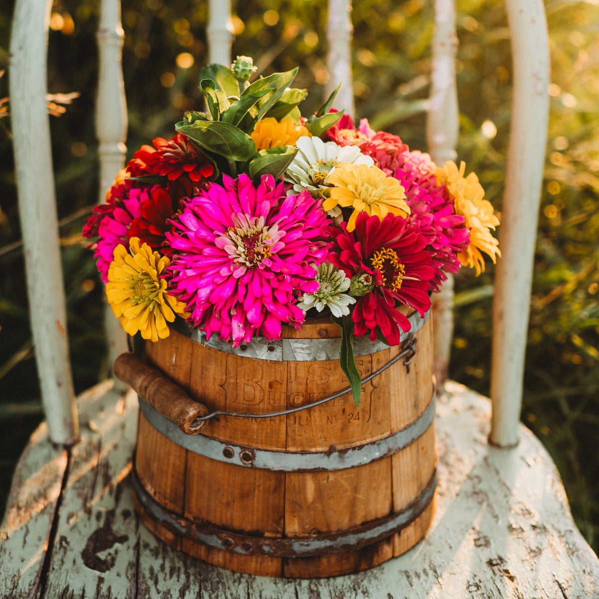 California Giants Zinnia Mix