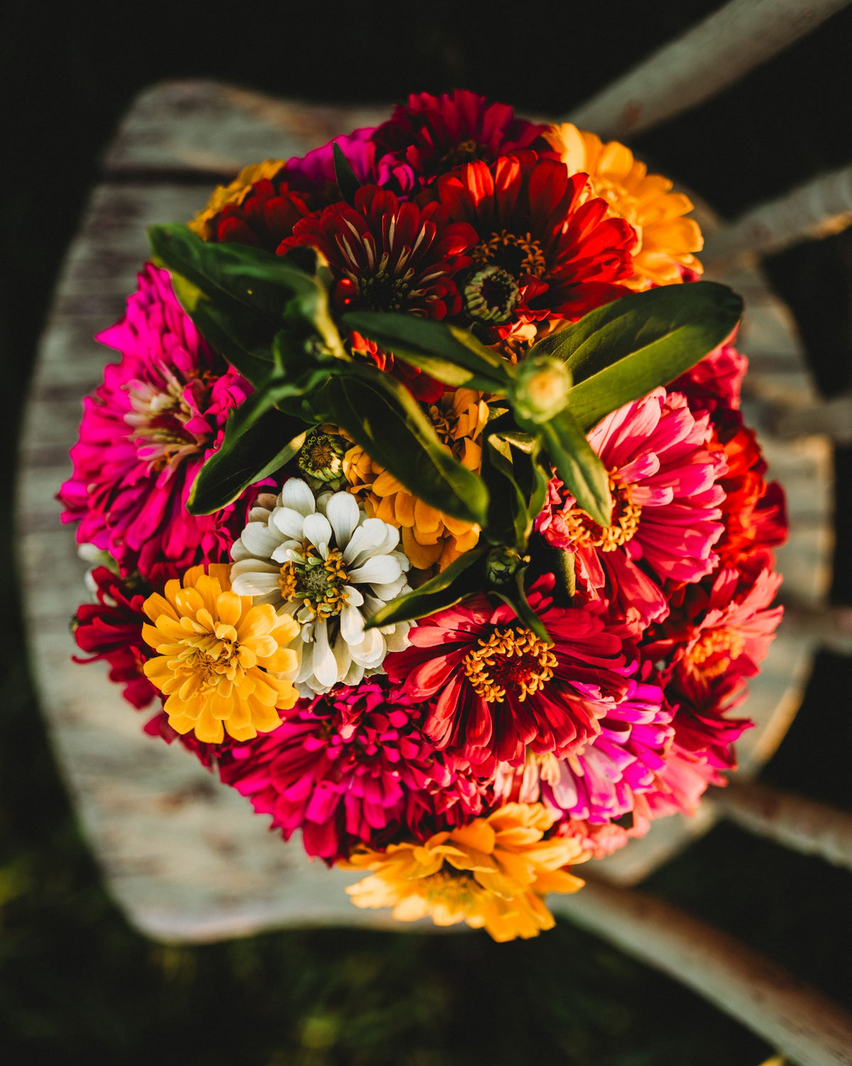 California Giants Zinnia Mix