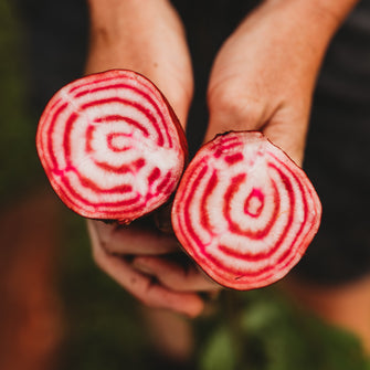 Chioggia Beet