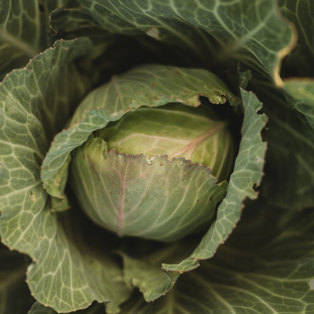 Copenhagen Market Cabbage