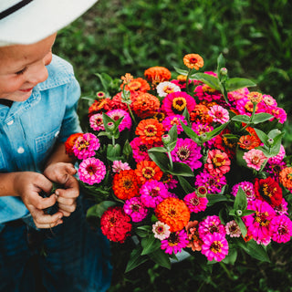 Cut and Come Again Zinnia (Pumila) Mix