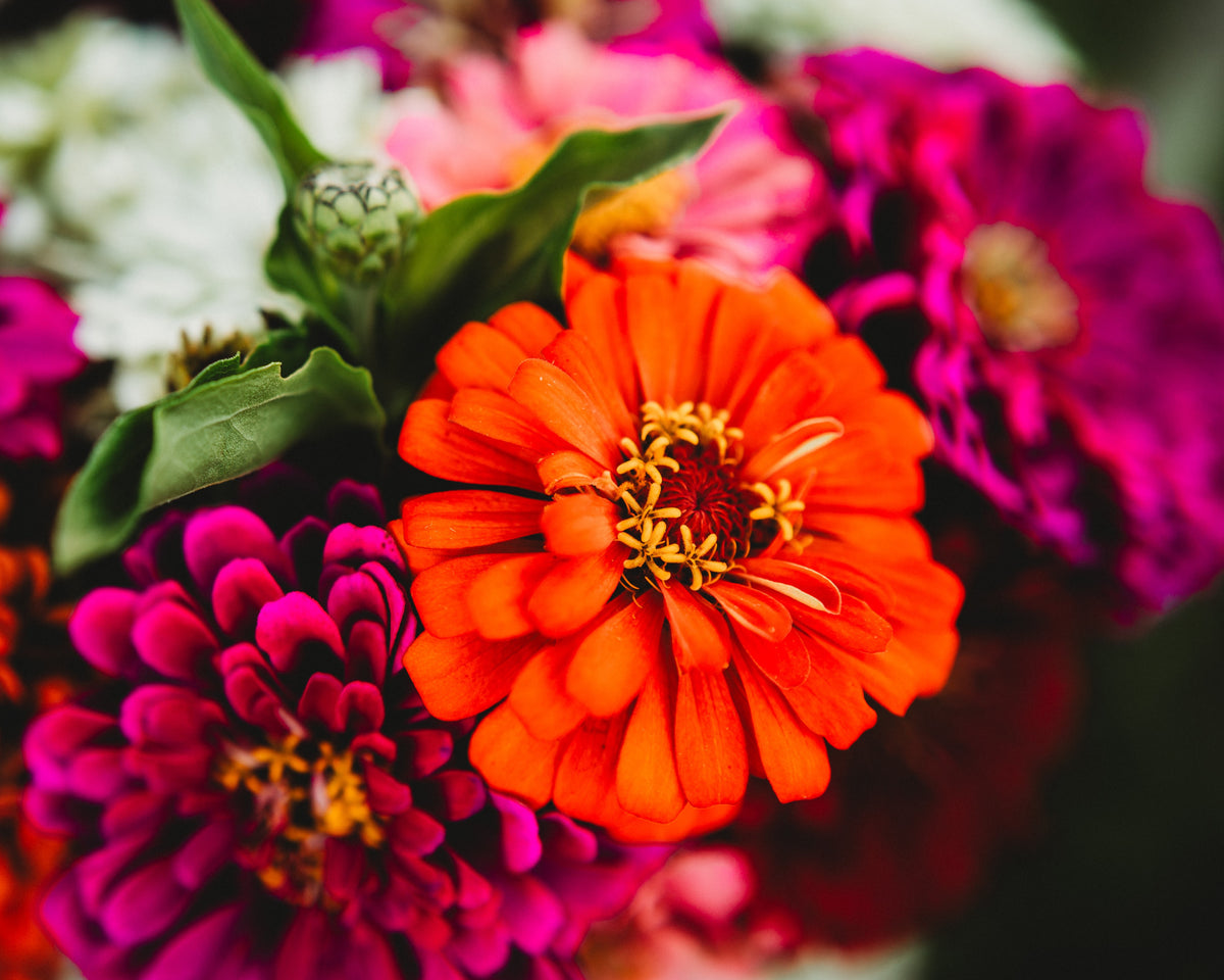 Dahlia Flowered Zinnia Mix