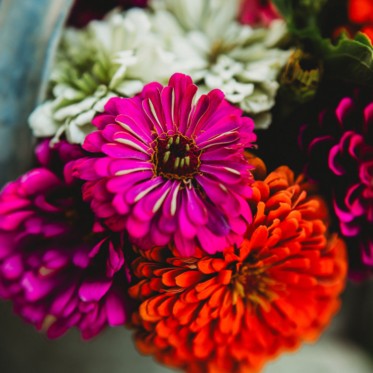 Dahlia Flowered Zinnia Mix