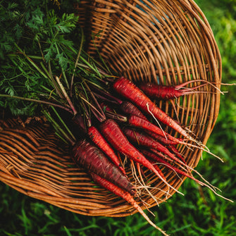 Dragon Carrot