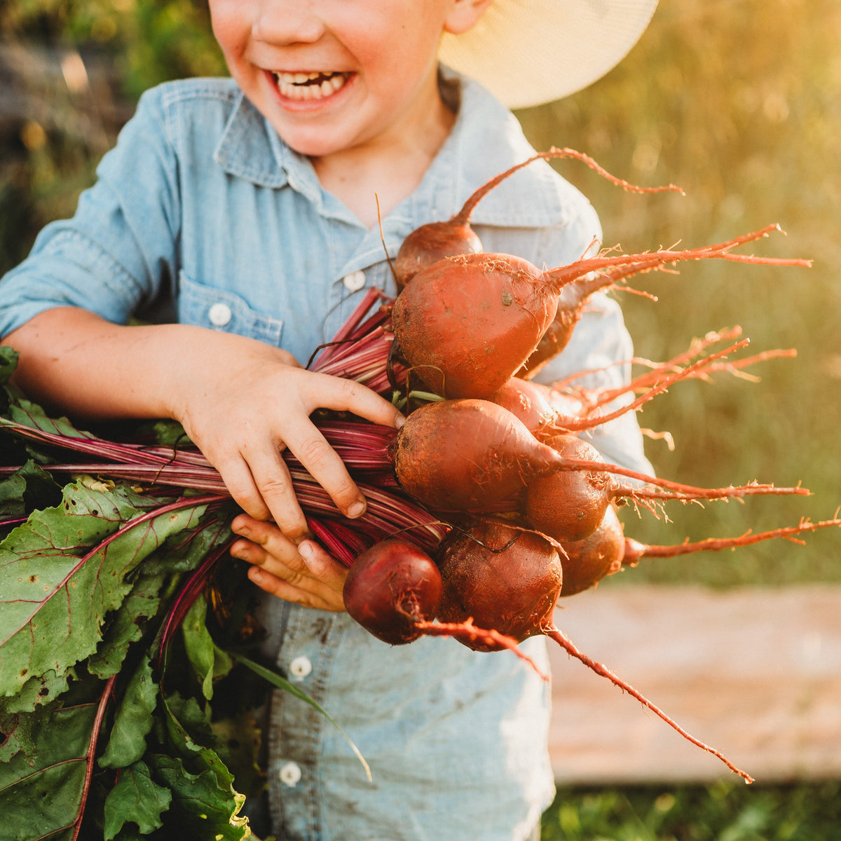 Early Wonder Beet