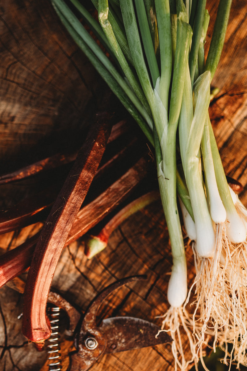 Heshiko (He Shi Ko) Spring Green Bunching Onion